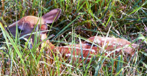 babydeer.jpg