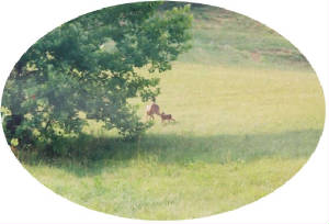 doe-baby1.jpg