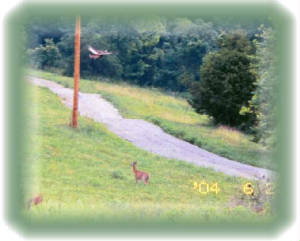 doe-turkey.jpg