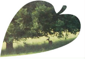 doe1.jpg
