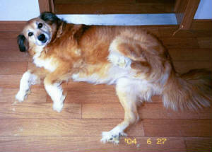 tippy.jpg