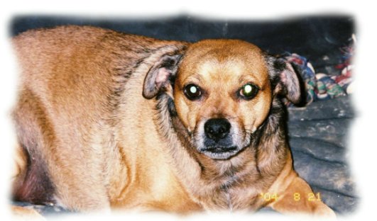 brownie1.jpg