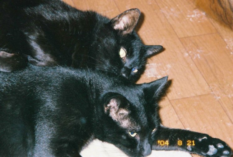 cats2.jpg