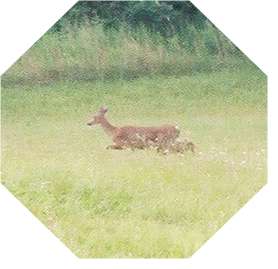 doe-baby.jpg